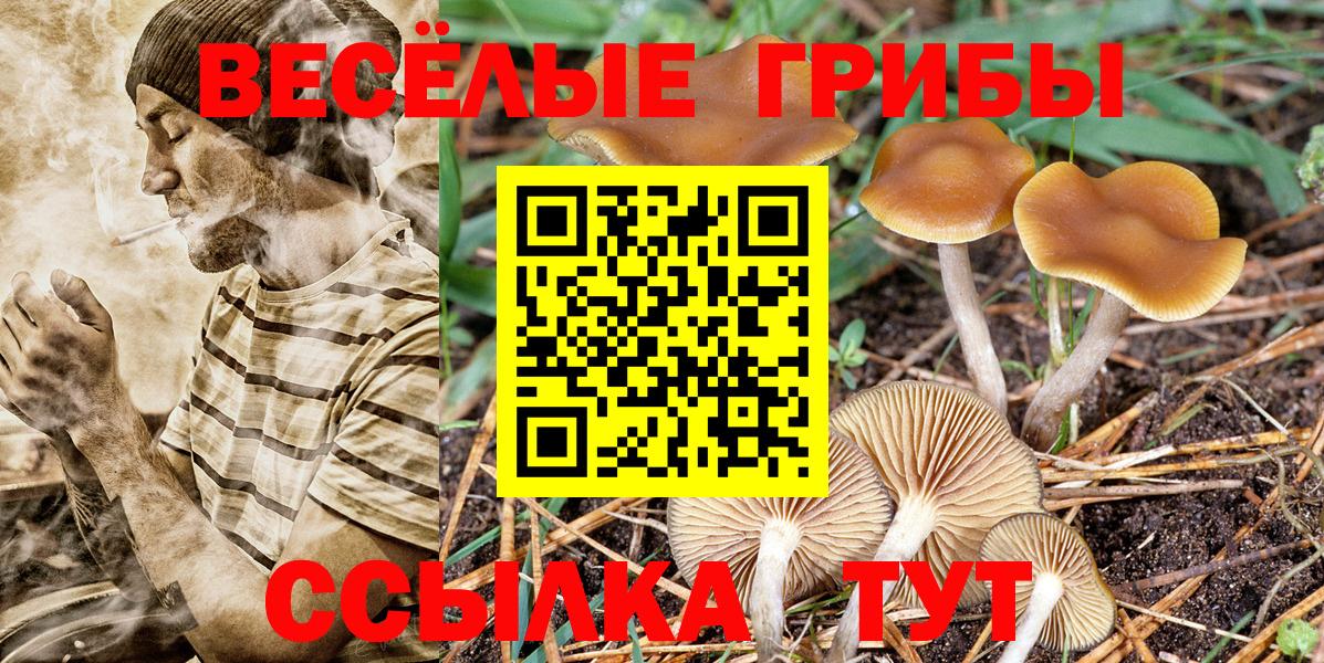 Псилоцибиновые грибы Psilocybe Крымск